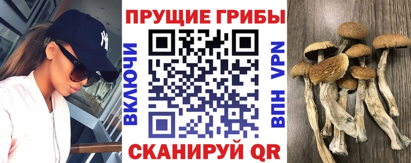 Псилоцибиновые грибы мухоморы  omg зеркало  Козельск 